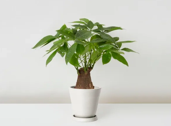 發財樹室內養護 發財樹室內養護