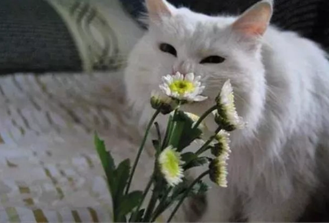 貓咪中毒症狀 貓咪中毒症狀