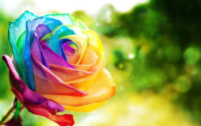 花卉花語 花卉花語