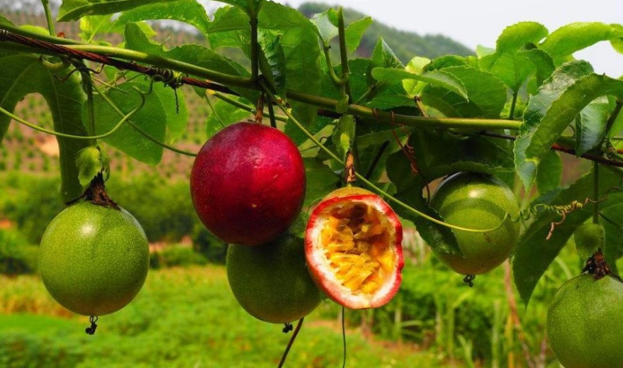 百香果中醫用法 百香果中醫用法