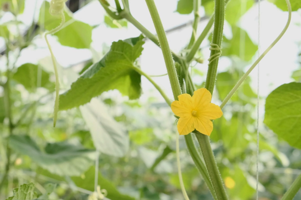 小黃瓜種植技巧