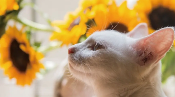 安全植物推薦 安全植物推薦