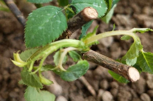 蘭花葉子變軟原因