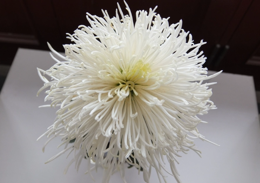 白菊花功效 白菊花功效