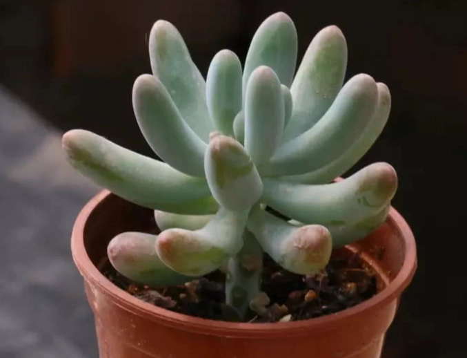 多肉換盆時機 多肉換盆時機