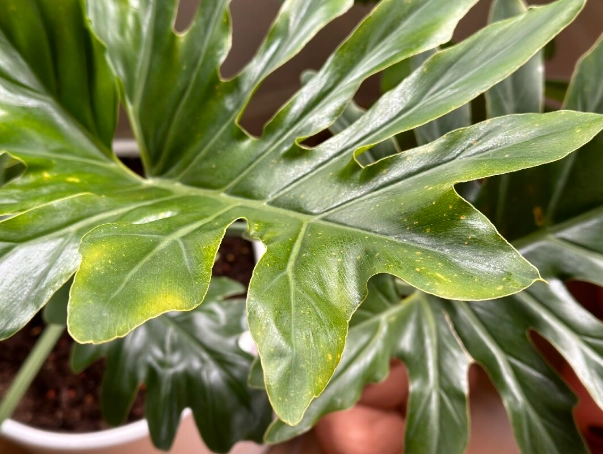 植物叶子变黄处理