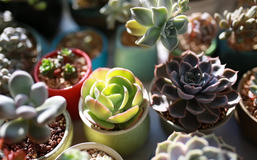 多肉植物養護 多肉植物養護