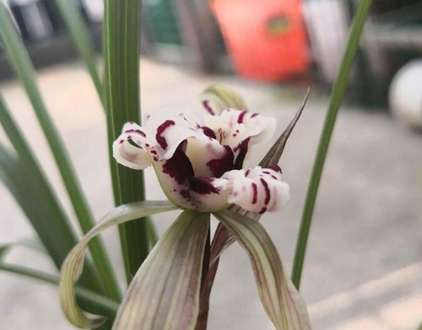 蘭花修剪方法 蘭花修剪方法