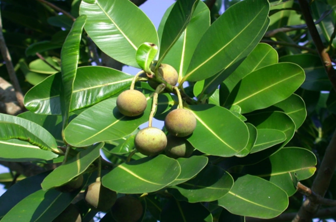 菲島福木果實營養