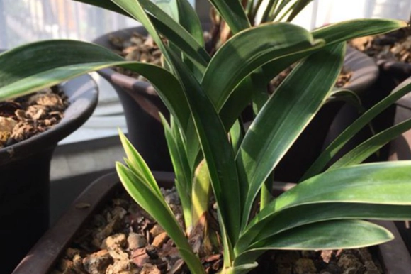 兰花浇水方法 兰花浇水方法