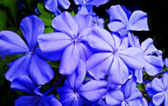 自由之花含义 自由之花含义