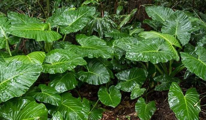 貓植物中毒症狀