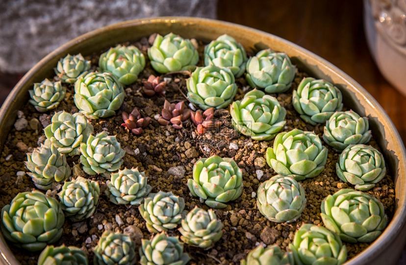 多肉植物養護