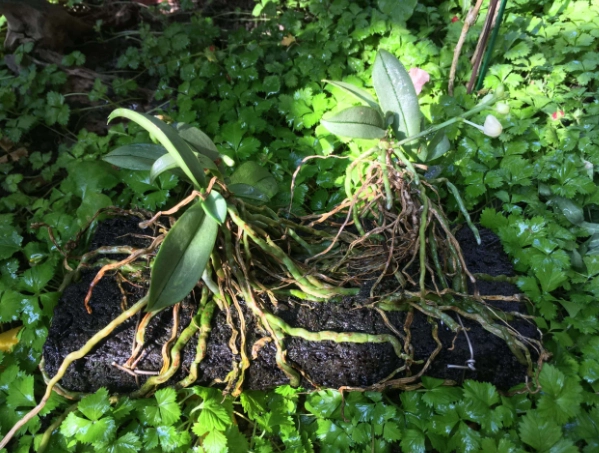 蘭花養護技巧 蘭花養護技巧