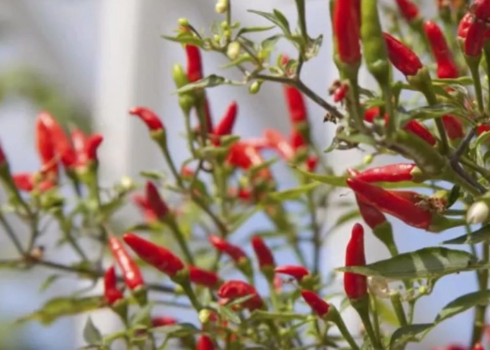 辣椒種植技巧 辣椒種植技巧