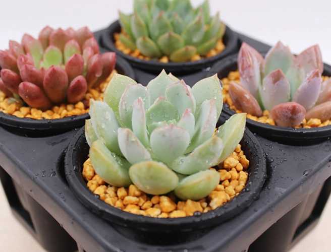 多肉植物光合作用