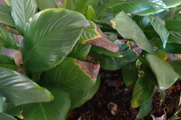 蔓绿绒照顾方法