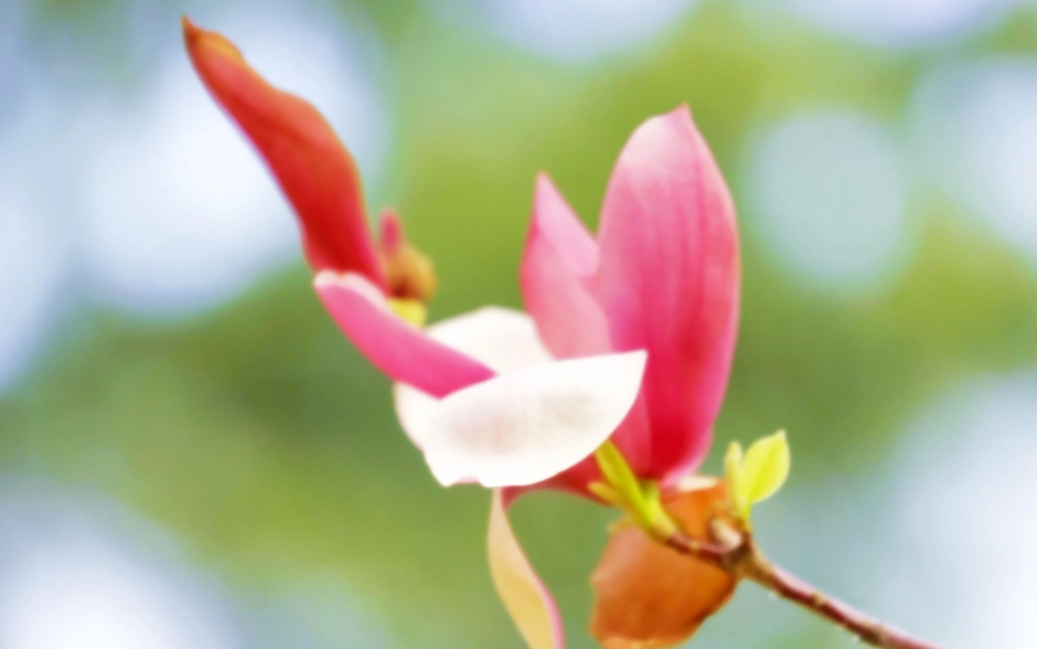 蘭花凋謝處理 蘭花凋謝處理