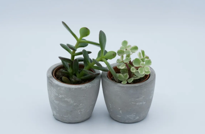 金錢樹施肥方法