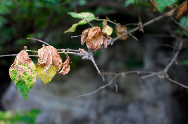 叶片尖端焦枯 叶片尖端焦枯