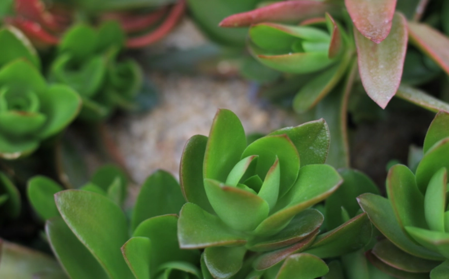 多肉植物換盆技巧 多肉植物換盆技巧