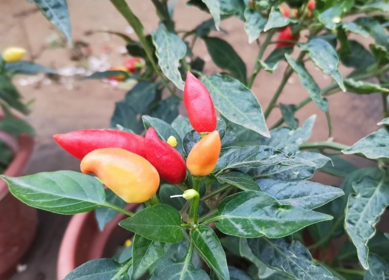 盆栽辣椒照顧技巧