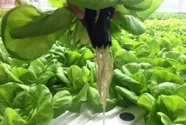 水耕系統比較 水耕系統比較