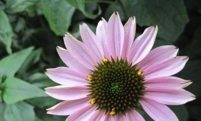 友情花語 友情花語