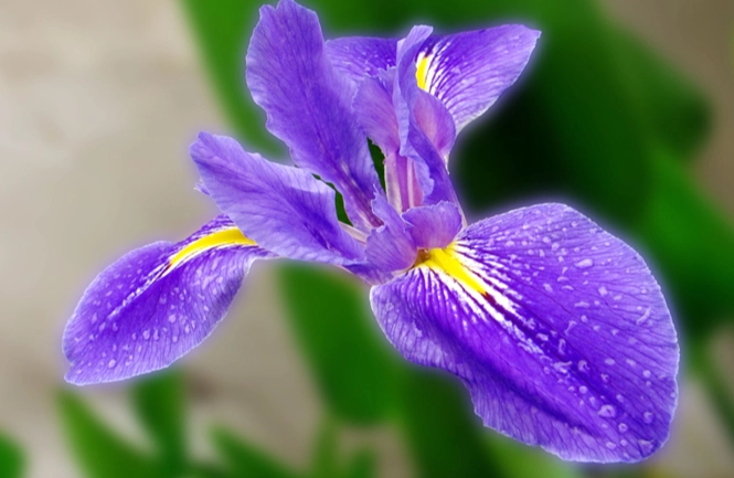 花卉象征意義 花卉象征意義