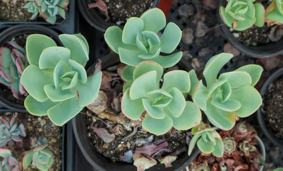 多肉植物生長 多肉植物生長