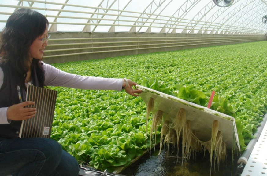 水耕栽培技術 水耕栽培技術