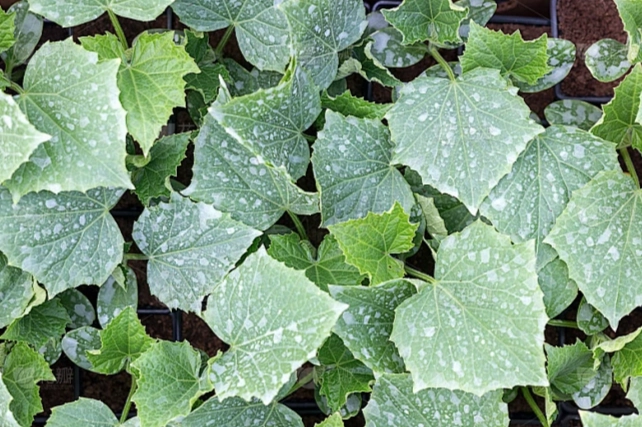 小黃瓜育苗方法 小黃瓜育苗方法