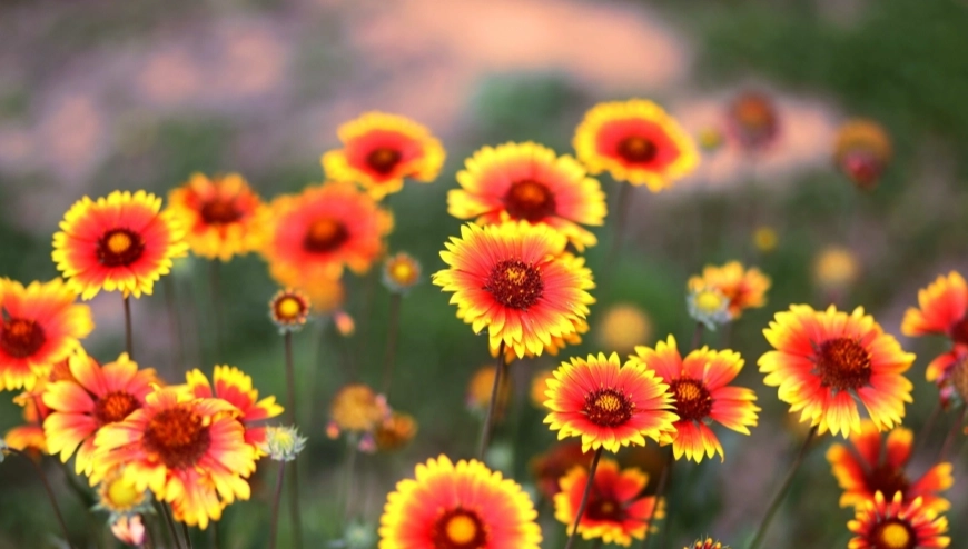花語溫柔 花語溫柔
