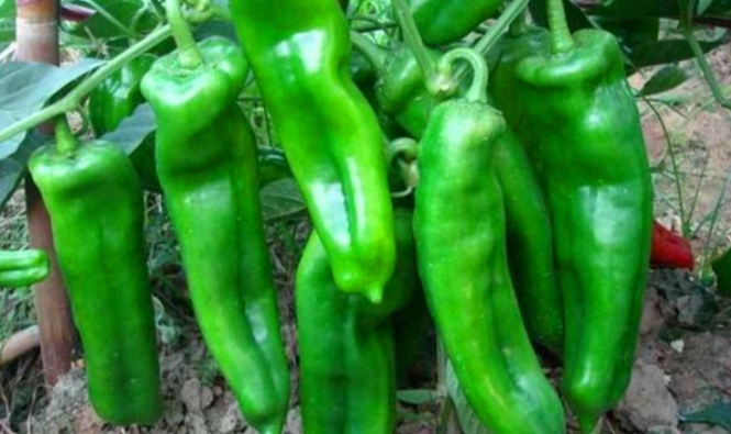辣椒種植技巧