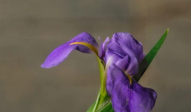 花语个性解读 花语个性解读