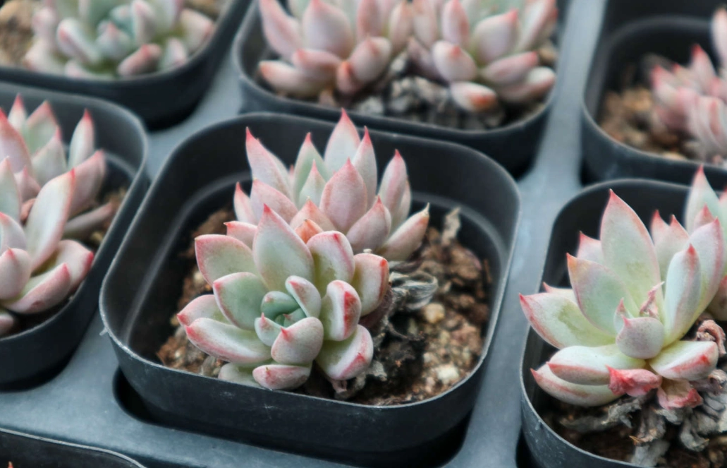 多肉換盆時機 多肉換盆時機