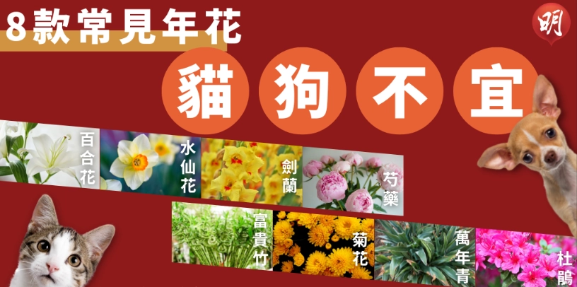 狗玉蘭花中毒 狗玉蘭花中毒