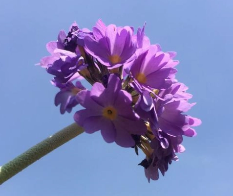 友情花卉象徵 友情花卉象徵