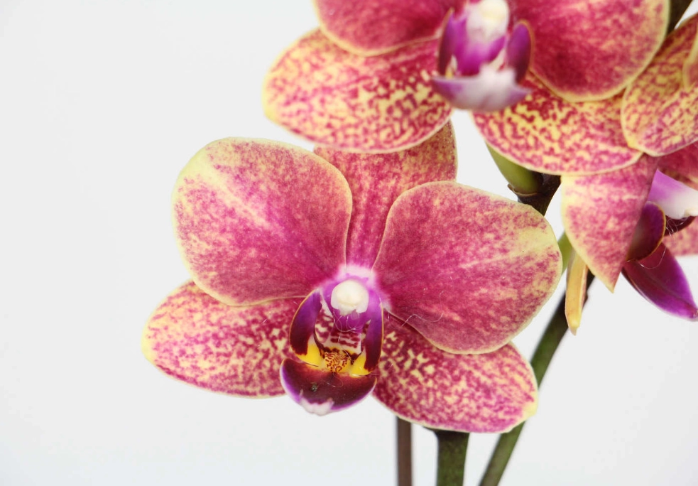 蝴蝶蘭花期 蝴蝶蘭花期