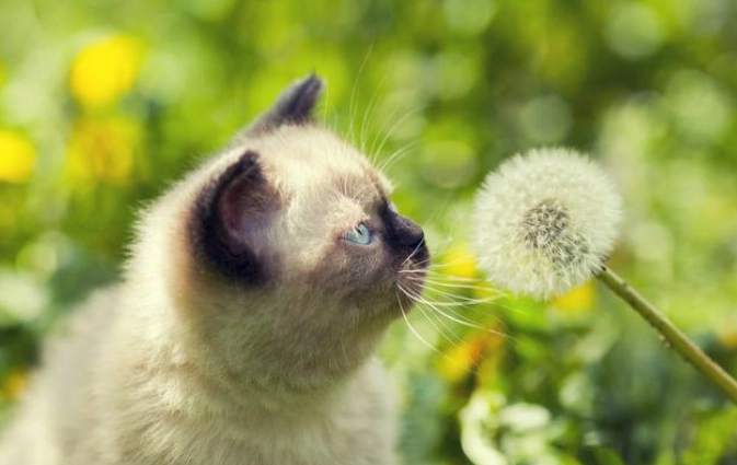 寵物安全花卉 寵物安全花卉