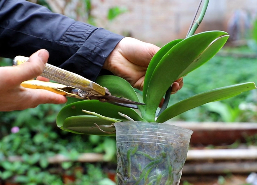 蘭花修剪方法
