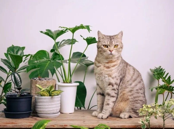 貓安全植物 貓安全植物