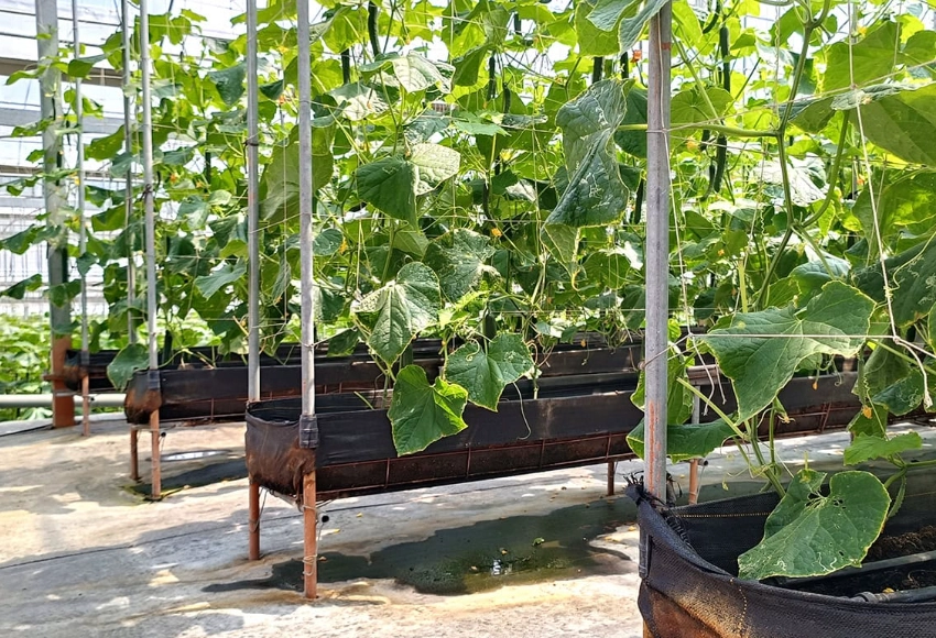 家庭菜園小黃瓜