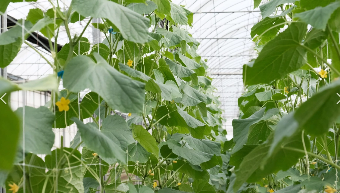 小黃瓜摘心方法