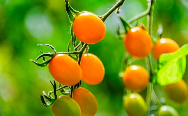 番茄矮化方法