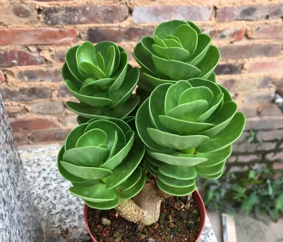 金錢樹變軟原因