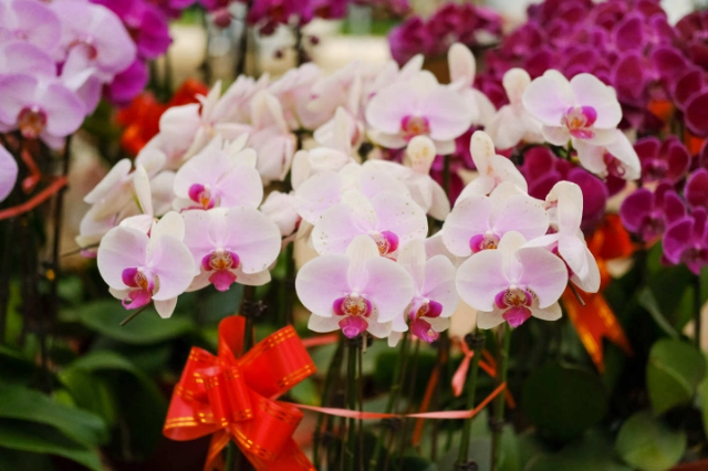 蘭花復花秘訣 蘭花復花秘訣