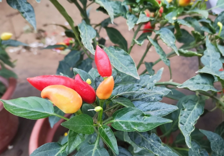 家庭種辣椒