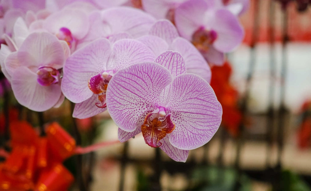 蝴蝶蘭花期 蝴蝶蘭花期