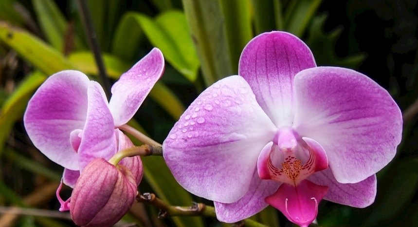蘭花養護方法 蘭花養護方法